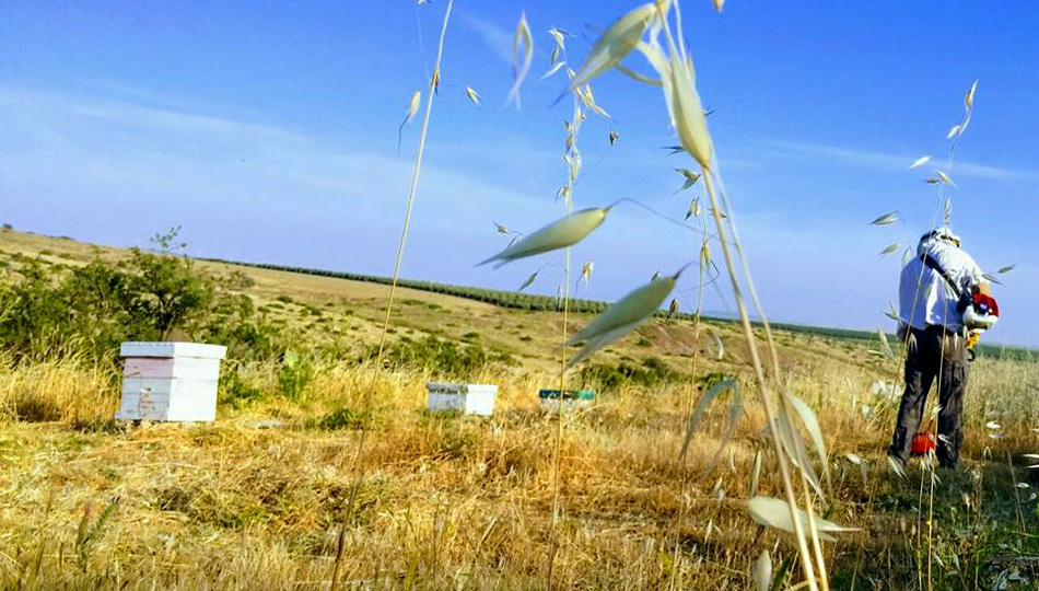 דבורת התבור מרכז מבקרים, מכוורת, סיורים, דבש ומשי. מתאים למשפחות ולקבוצות