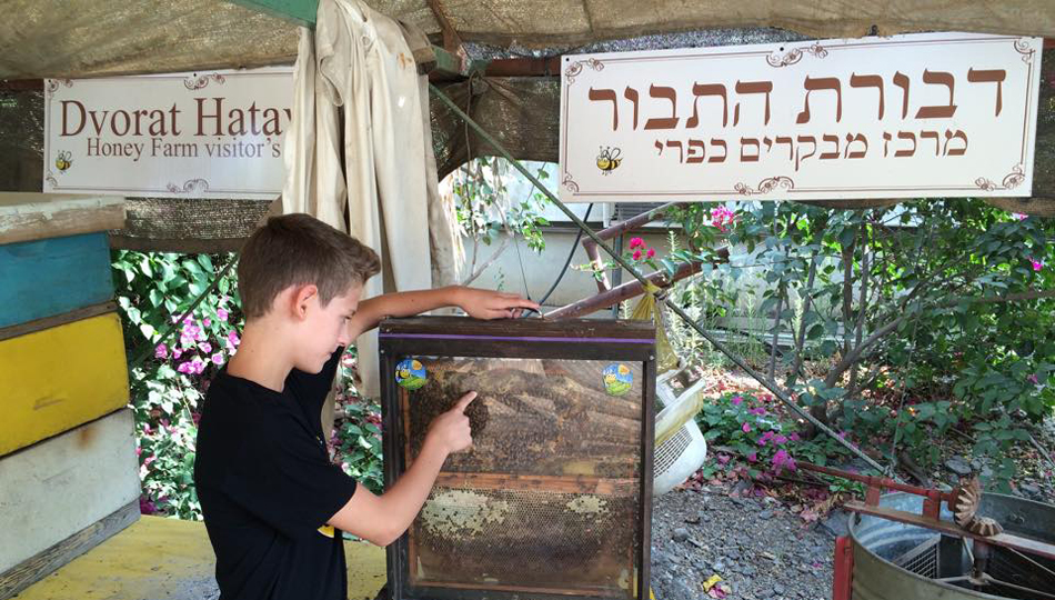 דבורת התבור מרכז מבקרים, מכוורת, סיורים, דבש ומשי. מתאים למשפחות ולקבוצות