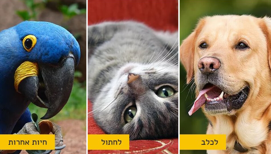 מתנה בקניית מזון לכלב/ חתול