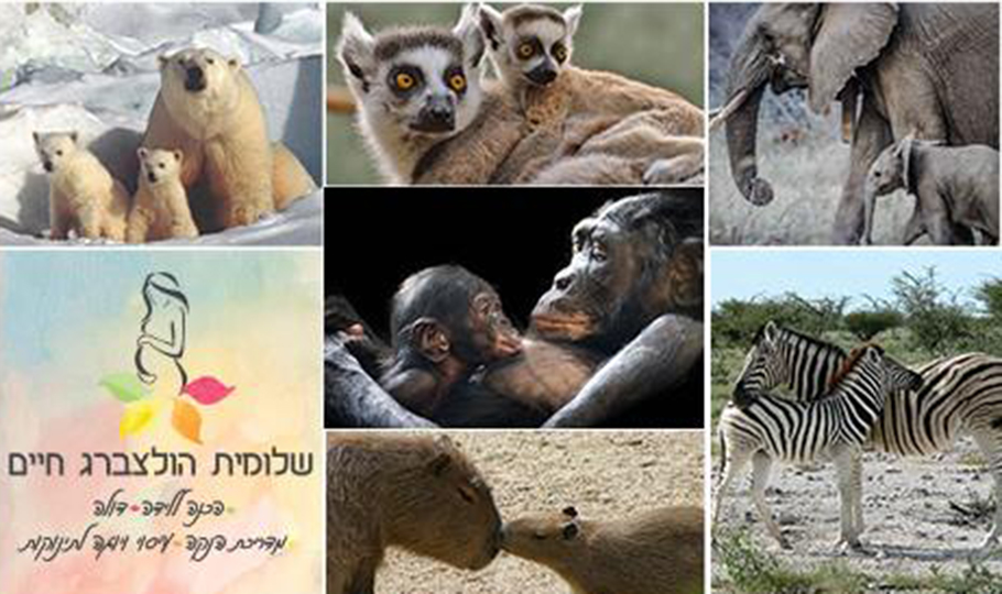 5% הנחה לליווי נשים בהורות